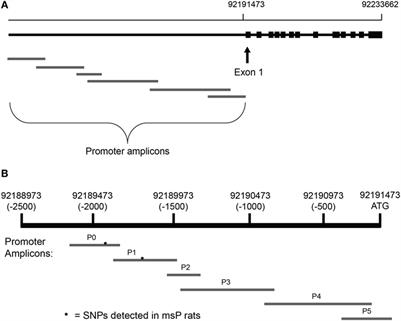 Evaluation of Alcohol Preference and Drinking in msP Rats Bearing a Crhr1 Promoter Polymorphism